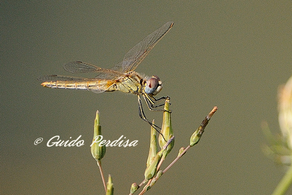Aiuto ID Sympetrum fonscolombbi femmina ???